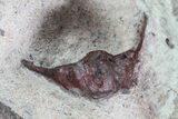 Red Aulacopleura & Leonaspis Trilobites - Hmar Laghdad, Morocco #82973-7